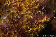 Parazoanthus swiftii Zoanthaire des eponges orange-Bonaire Buddy Reef-20m-20180218nuit-Denis-ADER-DSC_6392_tn